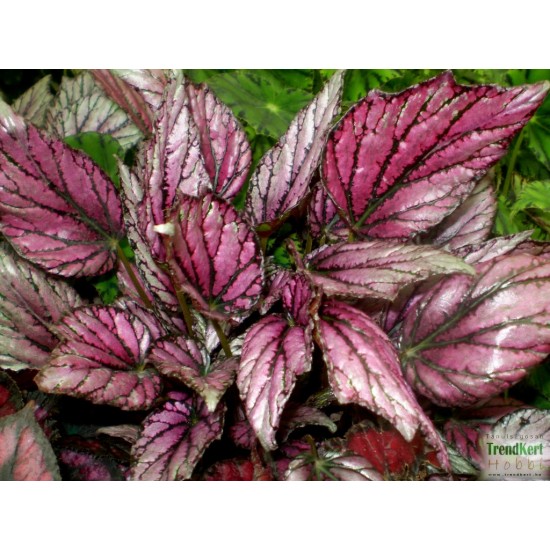 Király begónia  - Begonia rex hybrid MetalPink