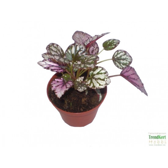 Király begónia  - Begonia rex hybrid MetalPink