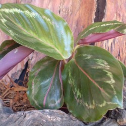 Zebralevél, kalatéa - Calathea medalion Zebralevél, kalatéa - Calathea medalion