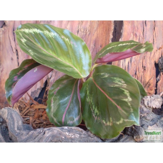 Zebralevél, kalatéa - Calathea medalion Zebralevél, kalatéa - Calathea medalion