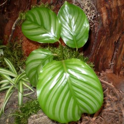 Zebralevél, kalatéa - Calathea orbifolia Zebralevél, kalatéa - Calathea orbifolia