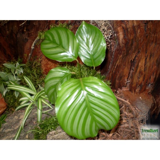 Zebralevél, kalatéa - Calathea orbifolia Zebralevél, kalatéa - Calathea orbifolia