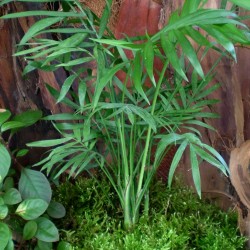 Gyompálma, hegyipálma - Chamaedorea elegans Gyompálma, hegyipálma - Chamaedorea elegans