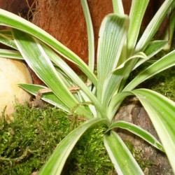 Csokrosinda - Chlorophytum bichetti Csokrosinda - Chlorophytum bichetti
