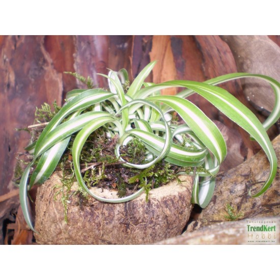 Csokrosinda - Chlorophytum comosum Bonnie Extra