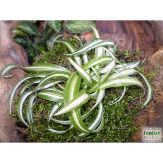 Csokrosinda - Chlorophytum comosum Bonnie Extra