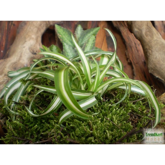 Csokrosinda - Chlorophytum comosum Bonnie Extra