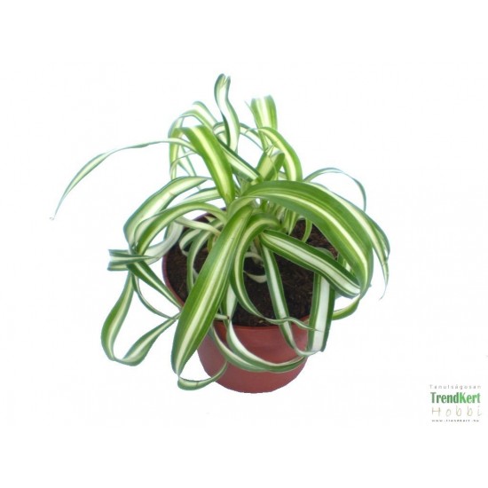 Csokrosinda - Chlorophytum comosum Bonnie Extra