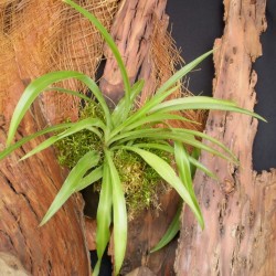 Csokrosinda - Chlorophytum comosum Green Csokrosinda - Chlorophytum comosum Green