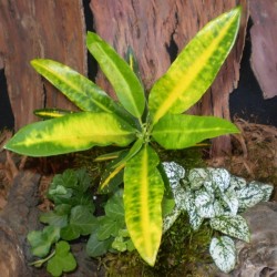 Csodacserje, Kroton - Codiaeum variegatum Sunny Star