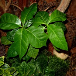 Kávécserje - Coffea arabica 