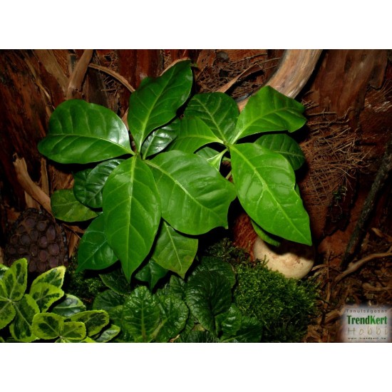 Kávécserje - Coffea arabica 