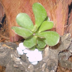 Pozsga fa - Crassula ovata Pozsga fa - Crassula ovata