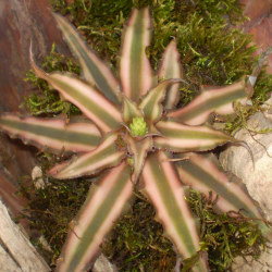 Levélcsillag - Cryptanthus bivittatus Bronze 