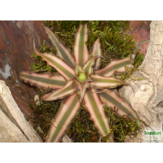 Levélcsillag - Cryptanthus bivittatus Bronze 