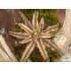 Levélcsillag - Cryptanthus bivittatus Bronze 