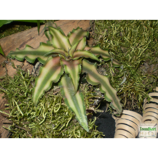 Levélcsillag - Cryptanthus bivittatus Bronze 