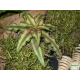 Levélcsillag - Cryptanthus bivittatus Bronze 