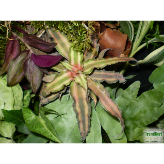Levélcsillag - Cryptanthus bivittatus Bronze 
