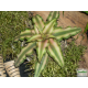 Levélcsillag - Cryptanthus bivittatus Bronze 