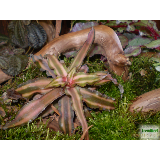 Levélcsillag - Cryptanthus bivittatus Bronze 