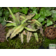Levélcsillag - Cryptanthus bivittatus Bronze 