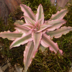 Levélcsillag - Cryptanthus bivittatus Pink