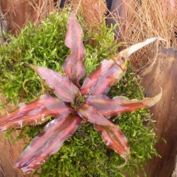 Levélcsillag - Cryptanthus bivittatus Root