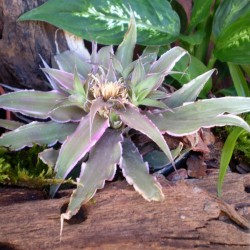 Levélcsillag - Cryptanthus Marion Oppenheimer 