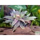 Levélcsillag - Cryptanthus Marion Oppenheimer 
