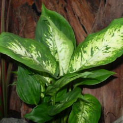 Buzogányvirág - Dieffenbachia compacta Buzogányvirág - Dieffenbachia compacta