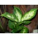 Buzogányvirág - Dieffenbachia compacta Buzogányvirág - Dieffenbachia compacta