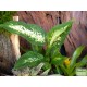 Buzogányvirág - Dieffenbachia compacta Buzogányvirág - Dieffenbachia compacta