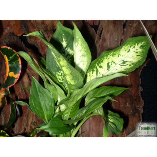 Buzogányvirág - Dieffenbachia compacta Buzogányvirág - Dieffenbachia compacta