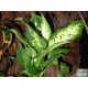 Buzogányvirág - Dieffenbachia compacta Buzogányvirág - Dieffenbachia compacta