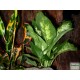 Buzogányvirág - Dieffenbachia compacta Buzogányvirág - Dieffenbachia compacta