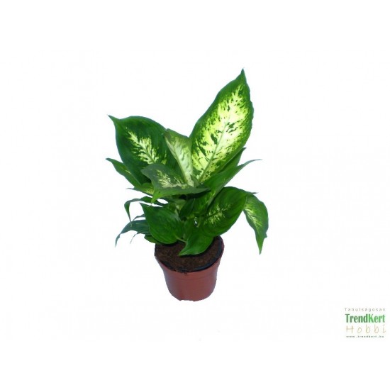 Buzogányvirág - Dieffenbachia compacta Buzogányvirág - Dieffenbachia compacta