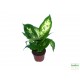 Buzogányvirág - Dieffenbachia compacta Buzogányvirág - Dieffenbachia compacta