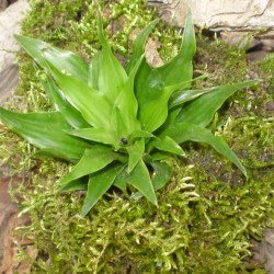 Dracéna, sárkányfa - Dracaena compacta Dracéna, sárkányfa - Dracaena compacta