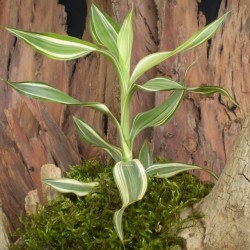 Dracéna, sárkányfa - Dracaena deremensis Ulisis Dracéna, sárkányfa - Dracaena deremensis Ulisis