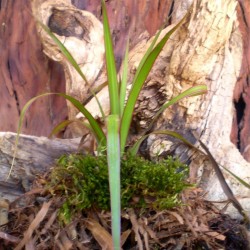 Dracéna, sárkányfa - Dracaena marginata Dracéna, sárkányfa - Dracaena marginata