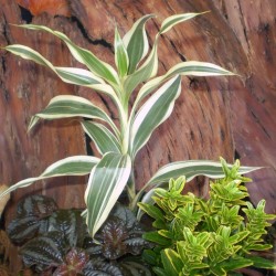 Dracéna, sárkányfa - Dracaena sanderiana White Dracéna, sárkányfa - Dracaena sanderiana White