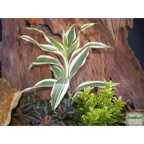 Dracéna, sárkányfa - Dracaena sanderiana White