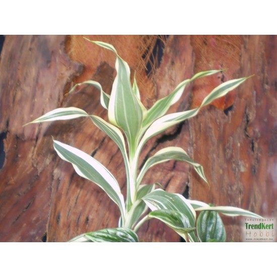 Dracéna, sárkányfa - Dracaena sanderiana White