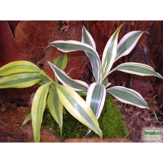 Dracéna, sárkányfa - Dracaena sanderiana White