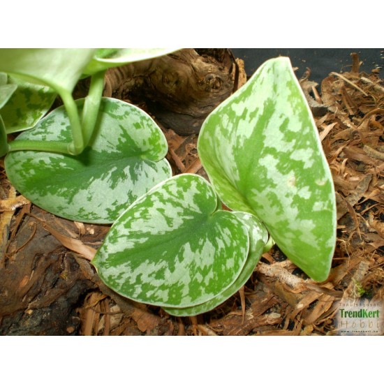 Márvány futóka - Epipremnum pictum Argyraeum Márvány futóka - Epipremnum pictum Argyraeum