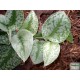 Márvány futóka - Epipremnum pictum Argyraeum Márvány futóka - Epipremnum pictum Argyraeum