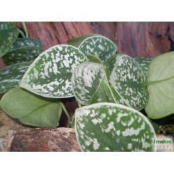 Márvány futóka - Epipremnum pictum Mini 