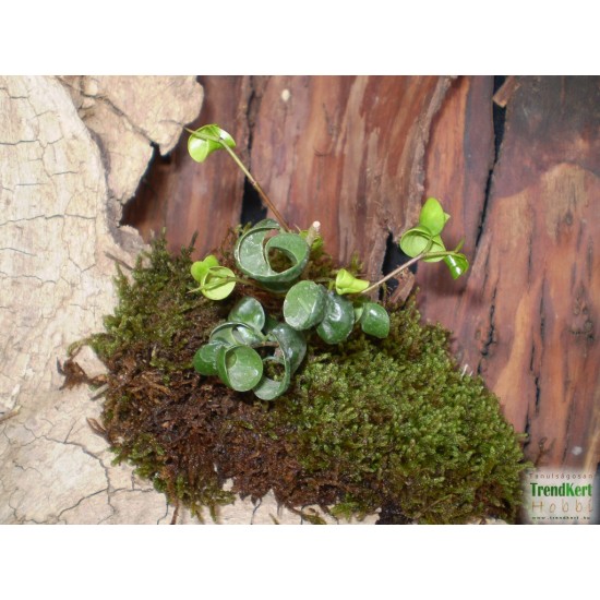 Fikusz raszta - Ficus benjamina Rasta