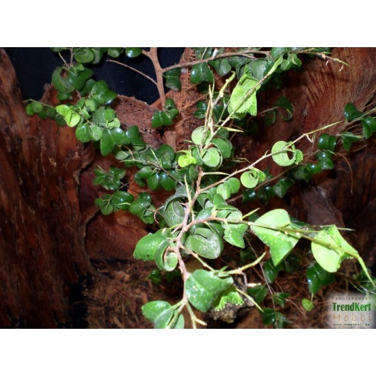 Fikusz raszta - Ficus benjamina Rasta